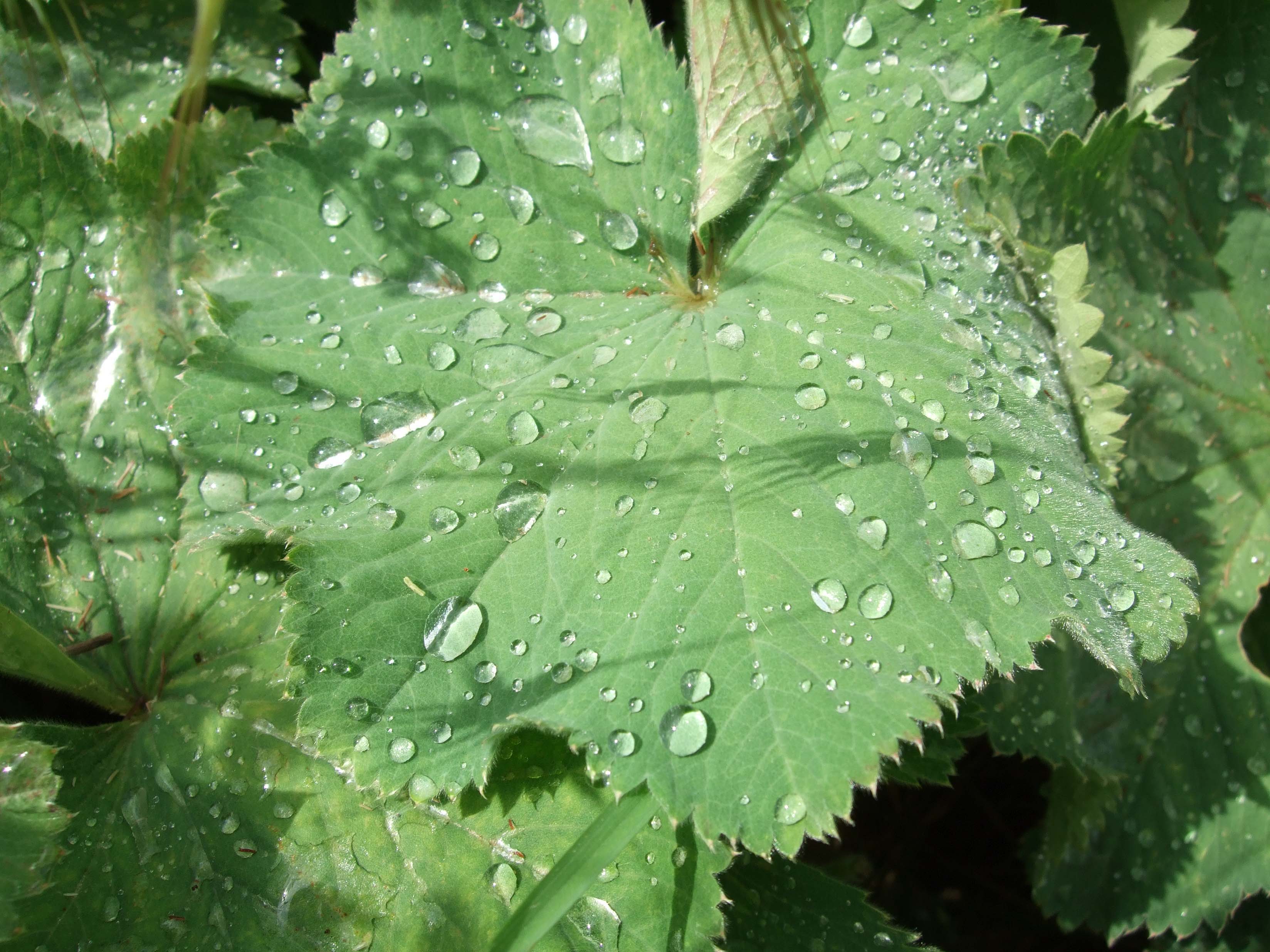 Zu Kalender 1582, s. Oktober (= 10 Tage ausgefallen) Zu Kalender 1582